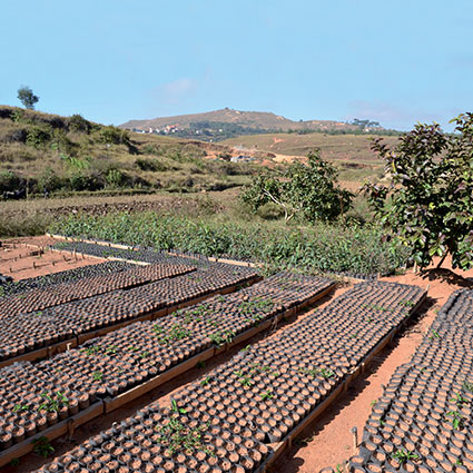 Pépinière Epsilon à Madagascar